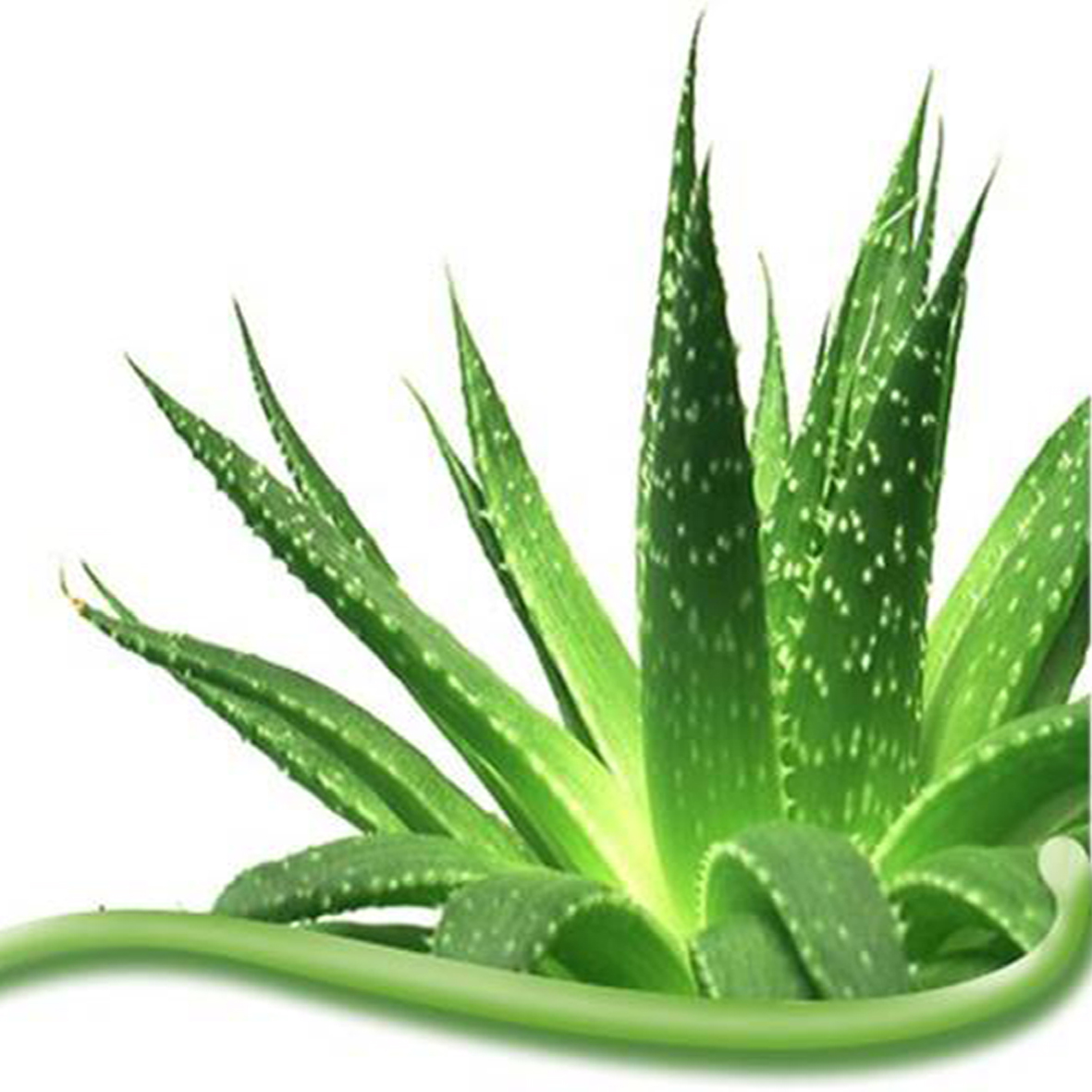 آلوورا(Aloe vera)