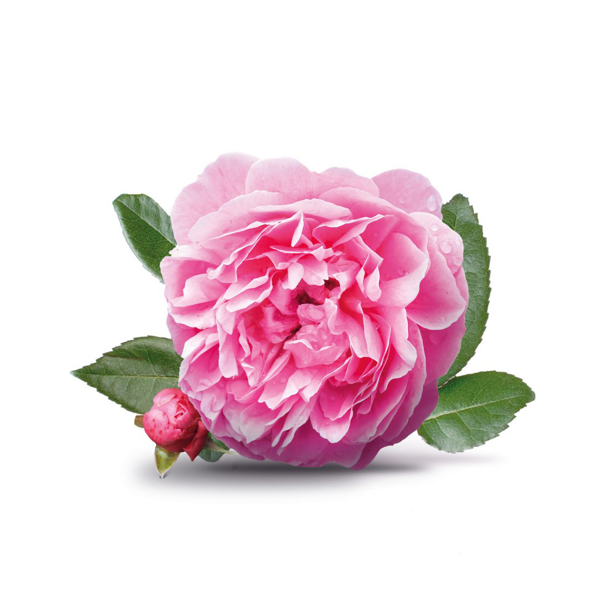  گل محمدی(Rosa damascene)